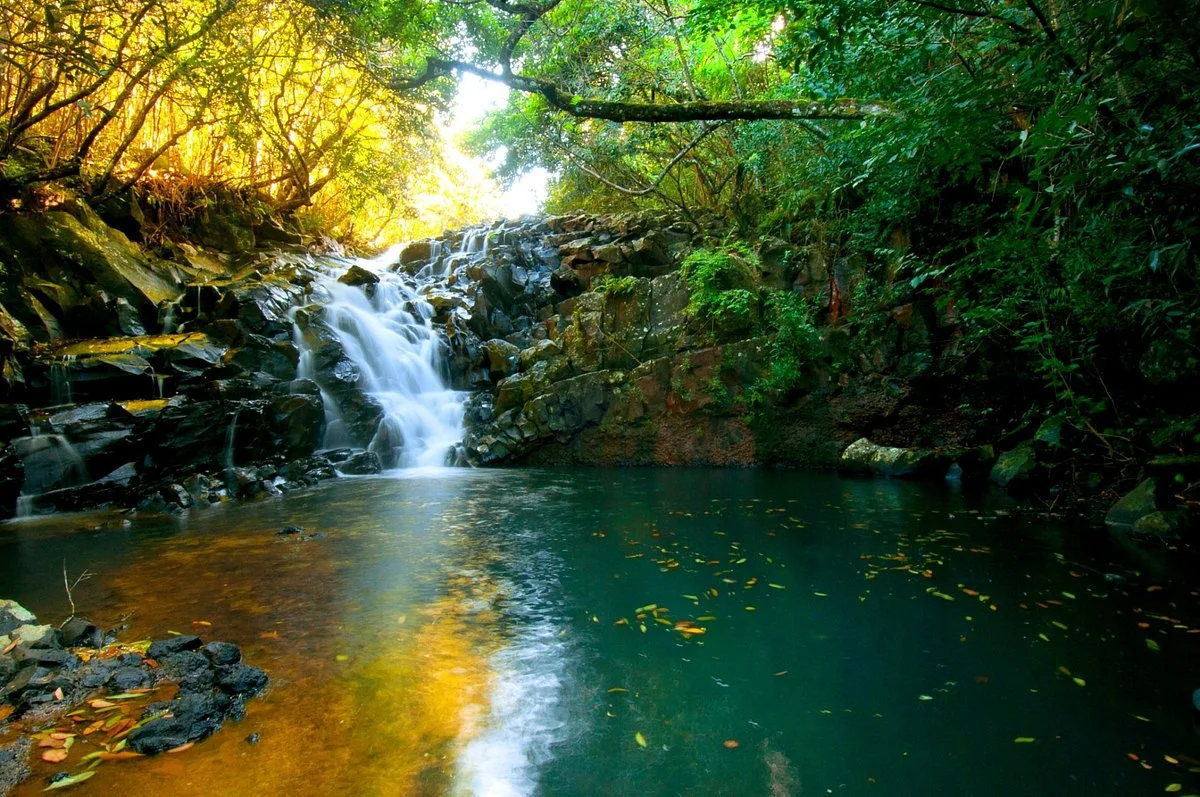 Bel Ombre Nature Reserve