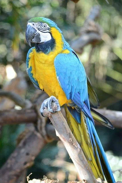 Umgeni River Bird Park