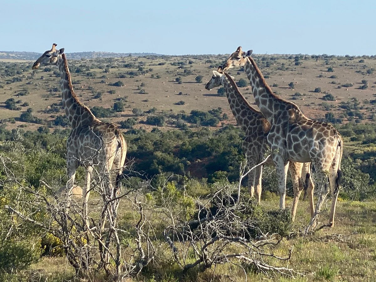 Schotia Tooth and Claw Safari