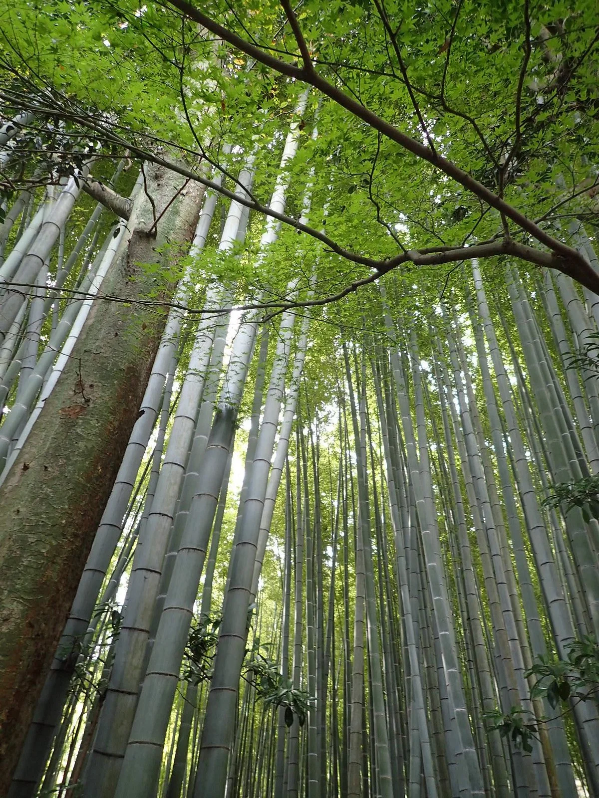 Hokokuji Temple (Takedera Temple)