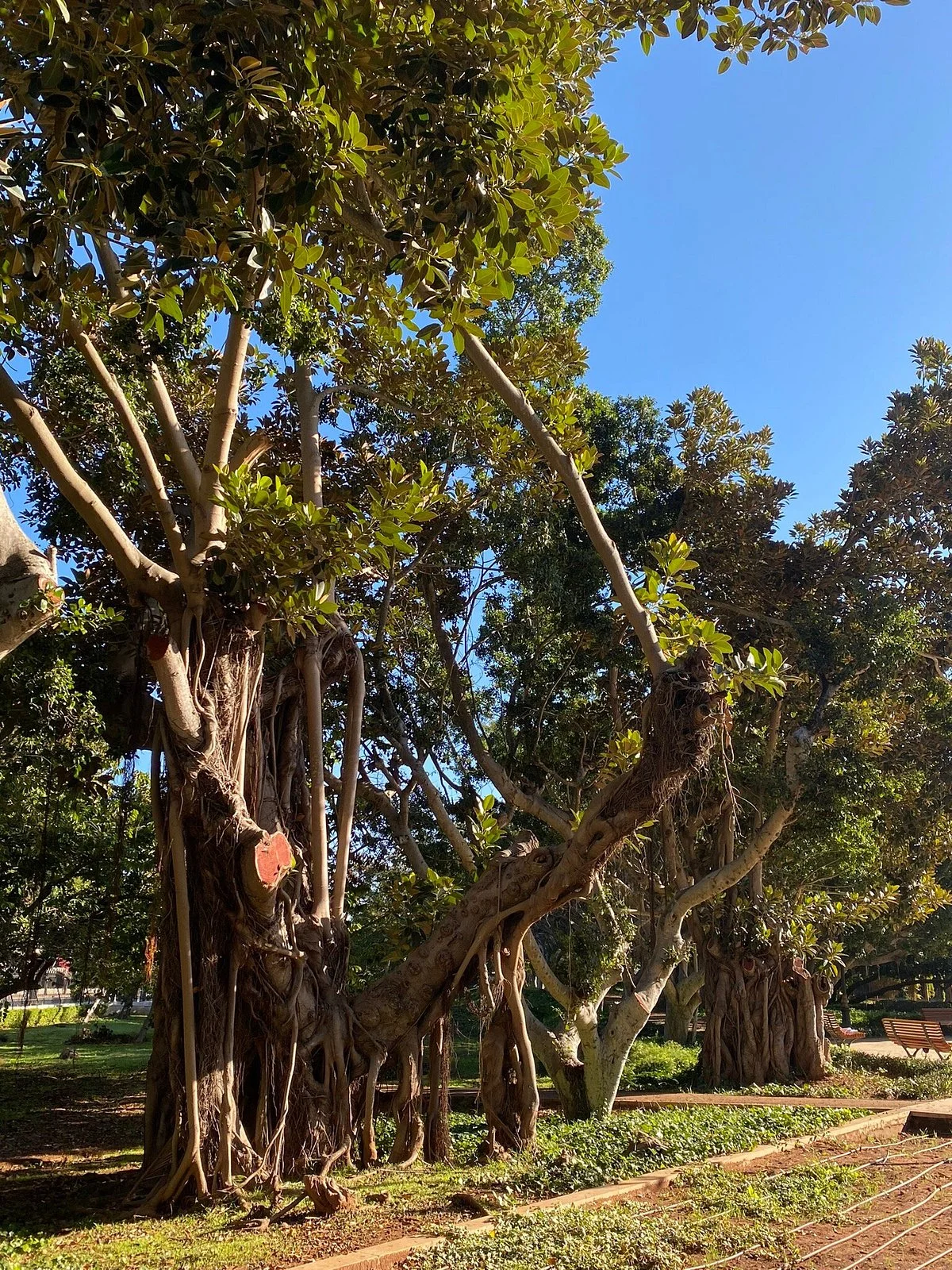 Jardin D'essais
