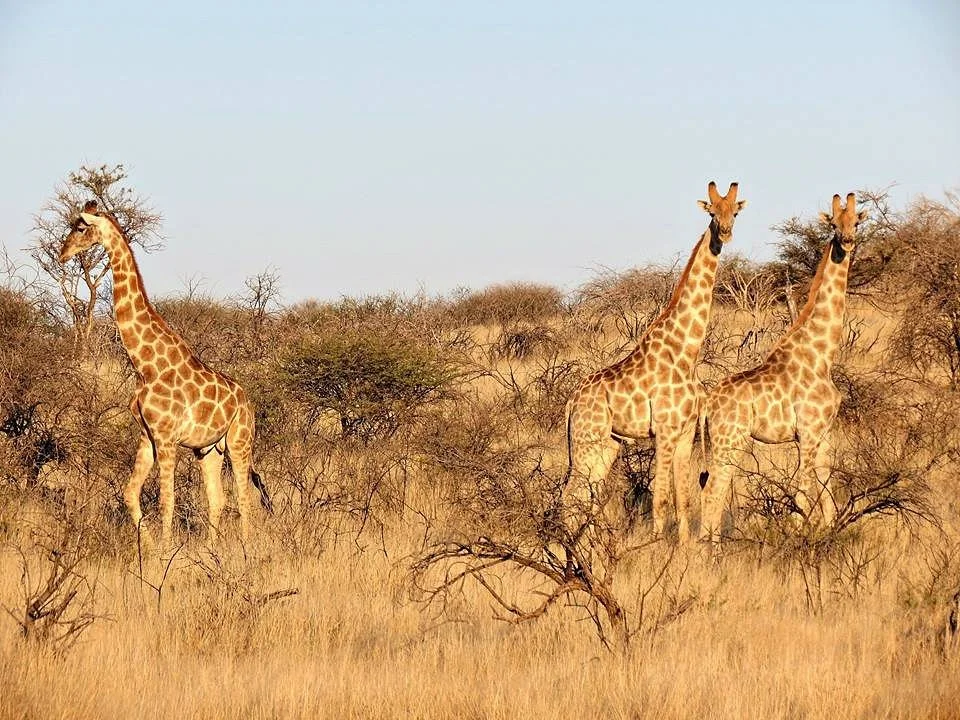Safari Gästefarm Düsternbrook