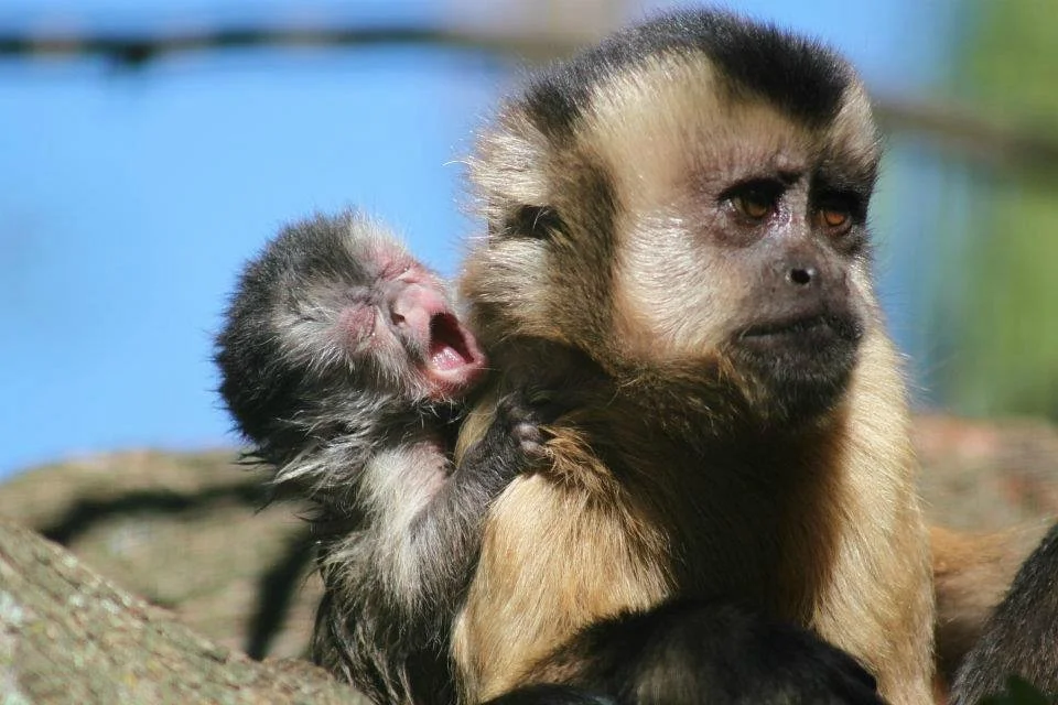 Monkey Town Primate Centre