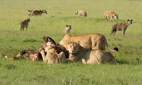 BMS Safaris