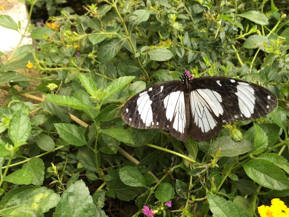 Mombasa Butterfly House