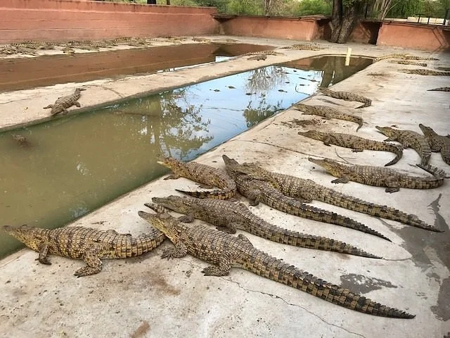 Crocodile Park Victoria Falls