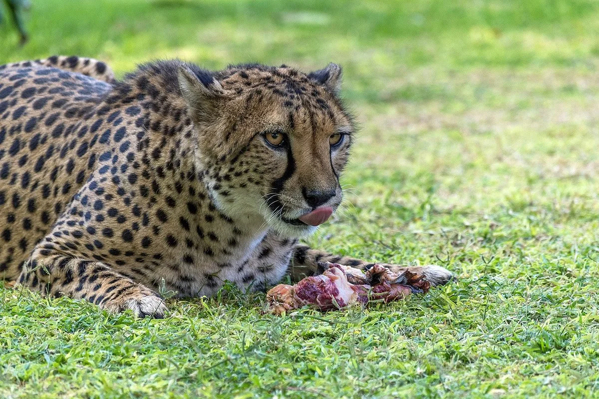 Otjitotongwe Cheetah Park