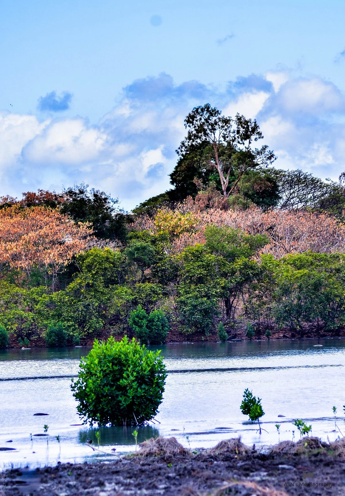 Rivulet Terre Rouge Estuary Bird Sanctuary