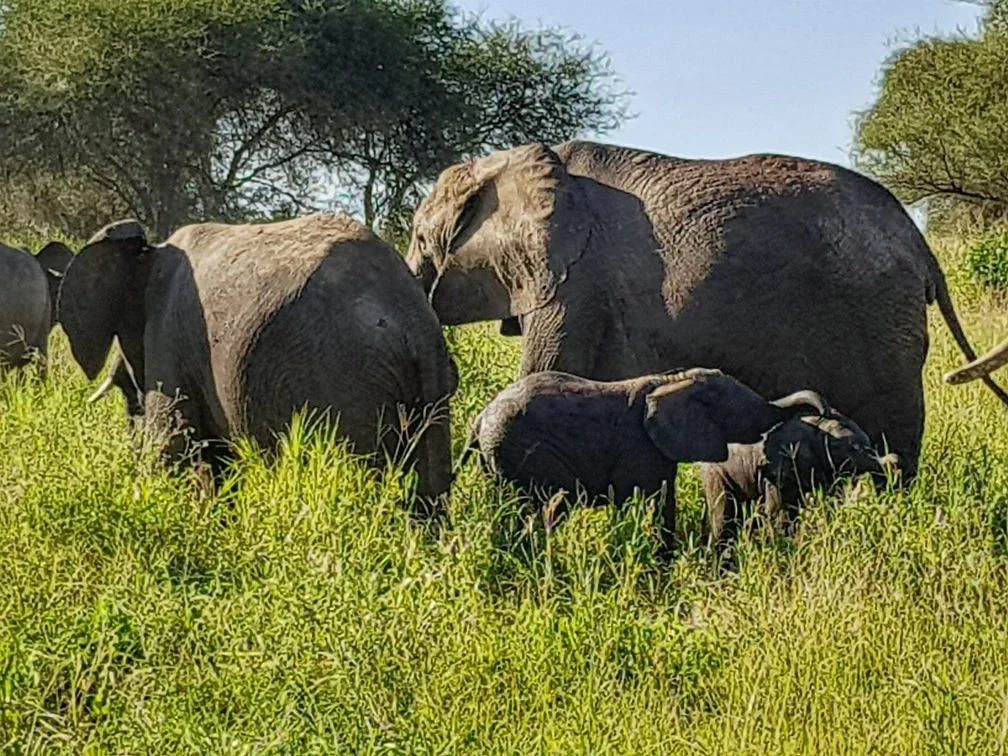 Tarangire National Park