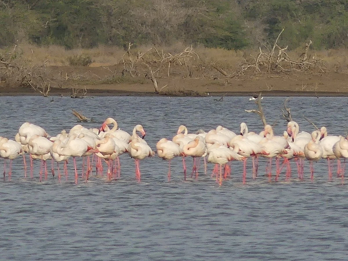 Djoudj National Bird Sanctuary