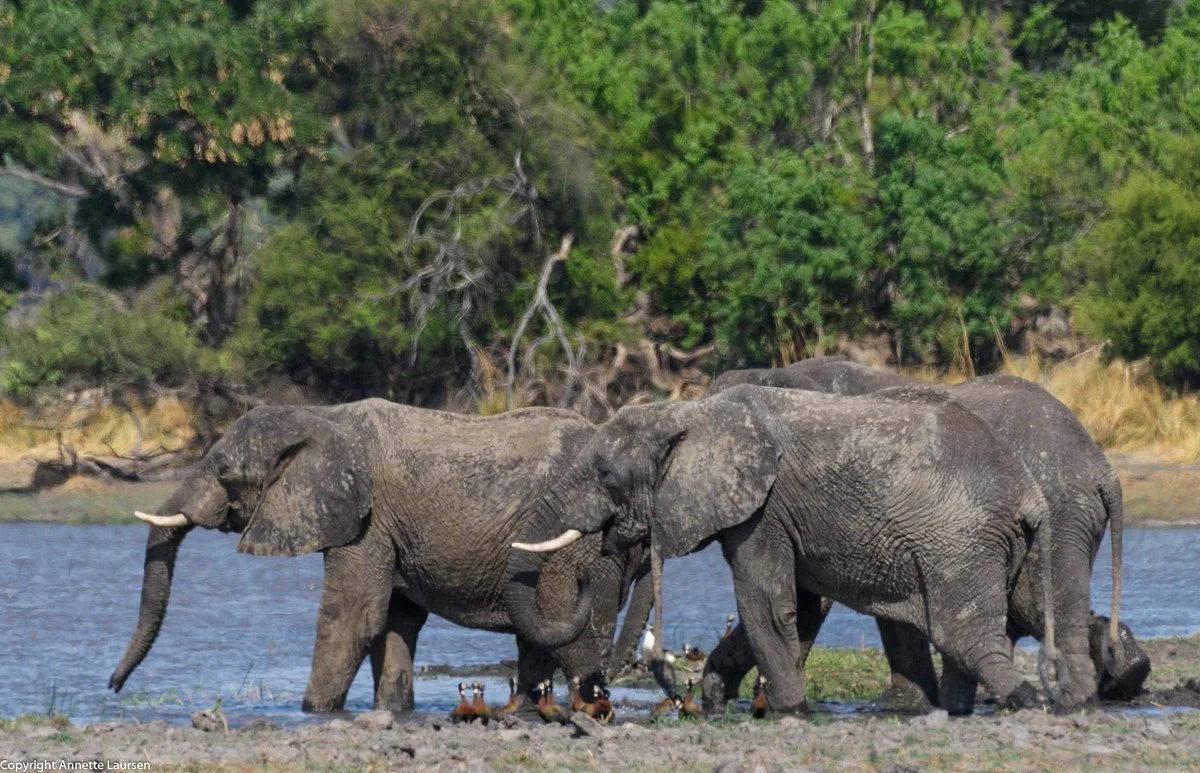 Mahango Game Reserve