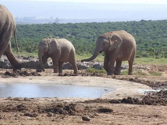 Addo Raptor and Reptile Centre