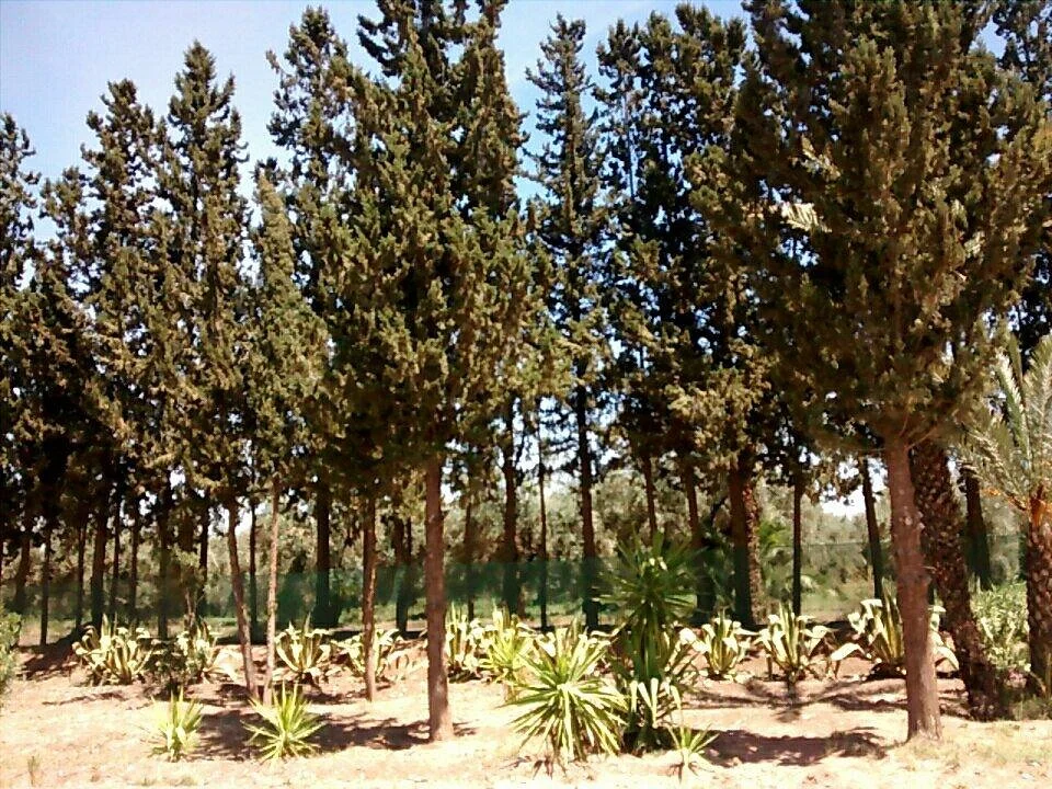Agdal Gardens