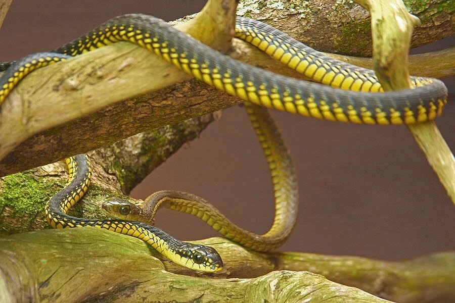 Lawnwood Snake Sanctuary