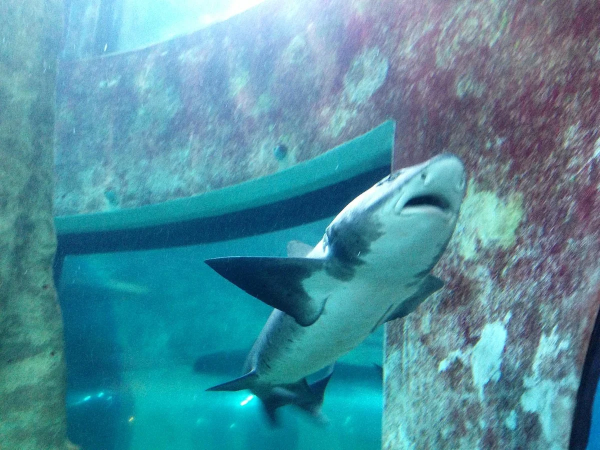 National Marin Aquarium of Namibia