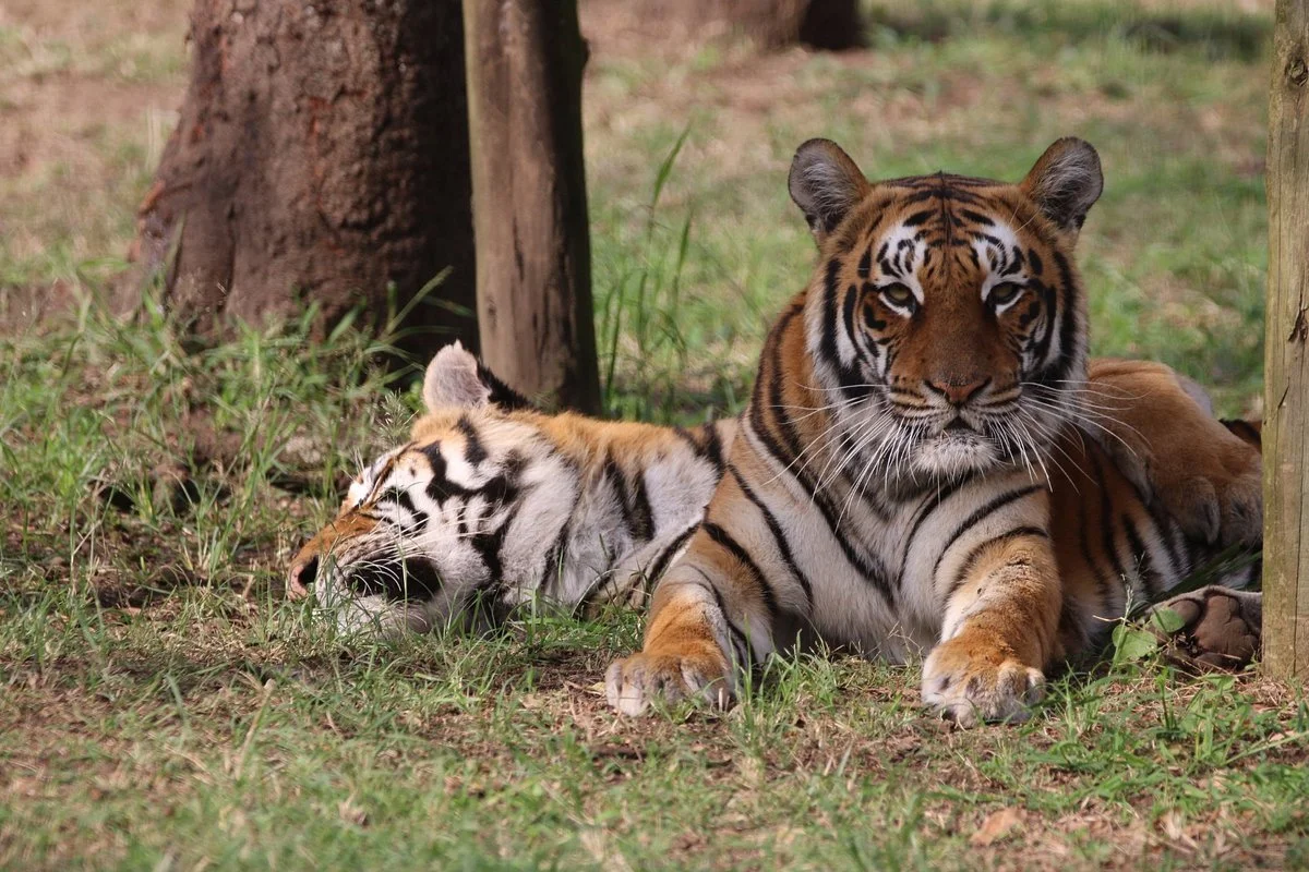Natal Zoological Gardens