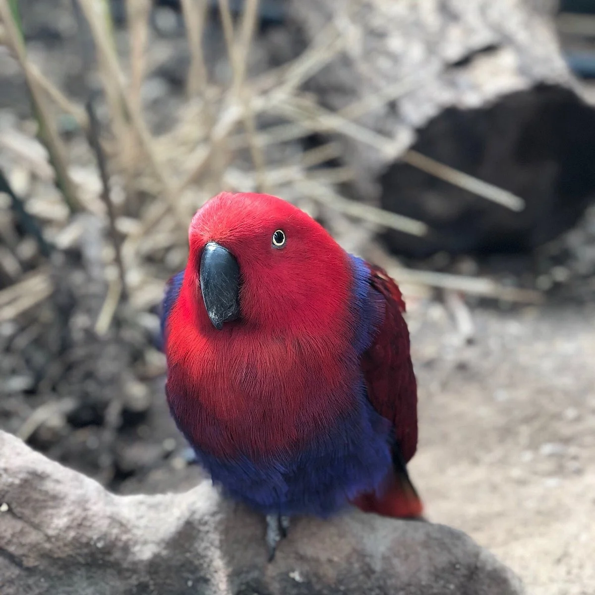 Exotic Animal World
