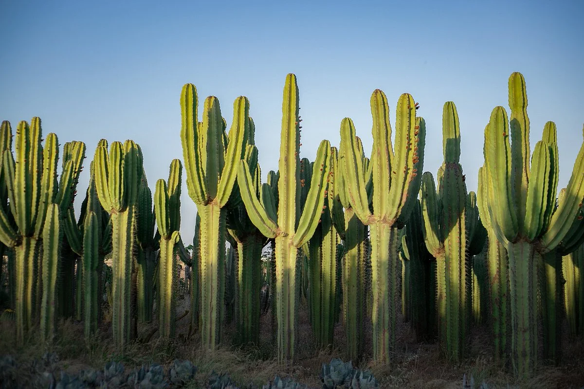 Cactus Thiemann