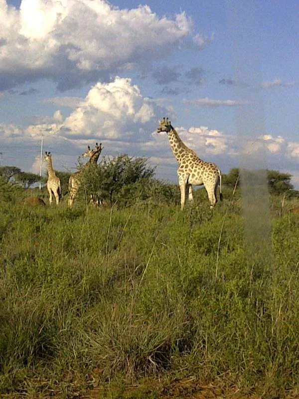Mafikeng Game Reserve