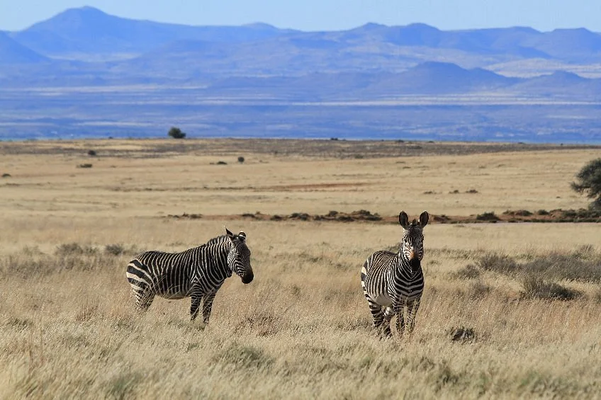 Mountain Zebra National Park