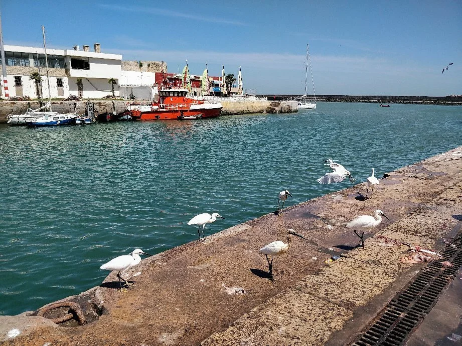 Le Port d'El Jadida