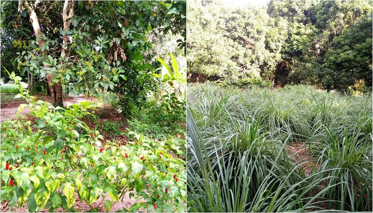 Shabuta Spice Farm
