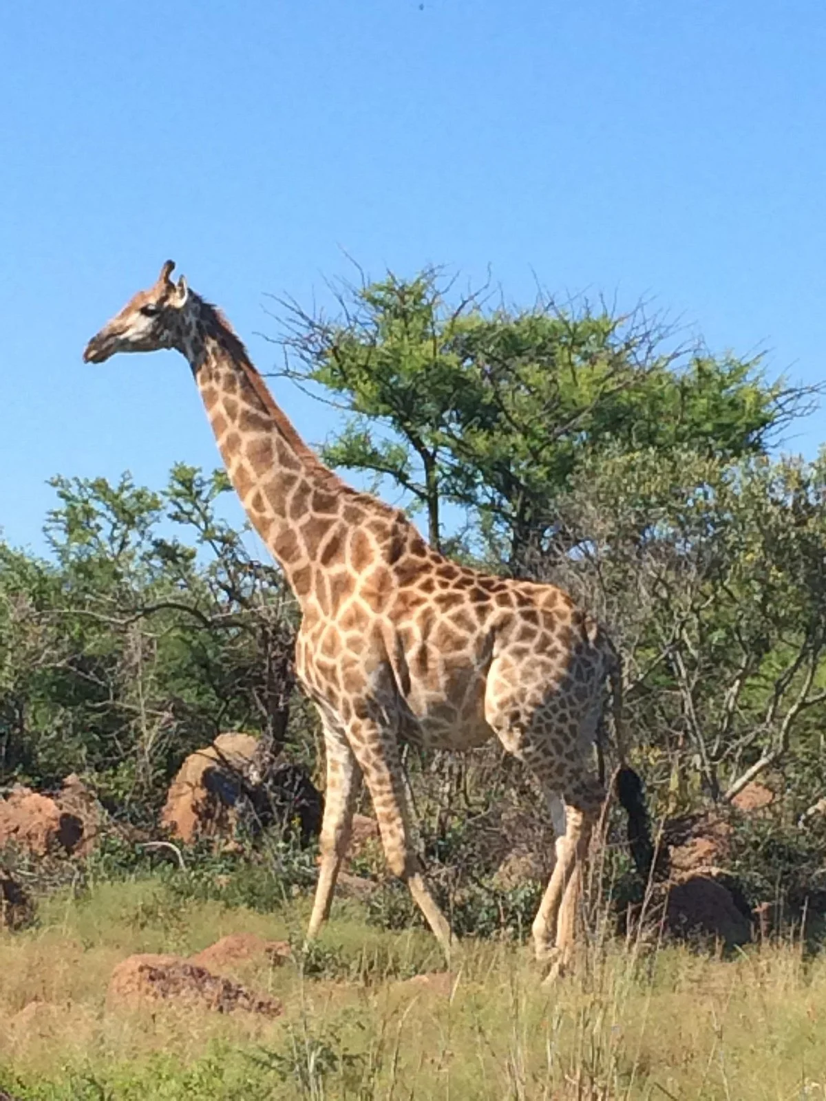 Nambiti Big 5 Private Game Reserve