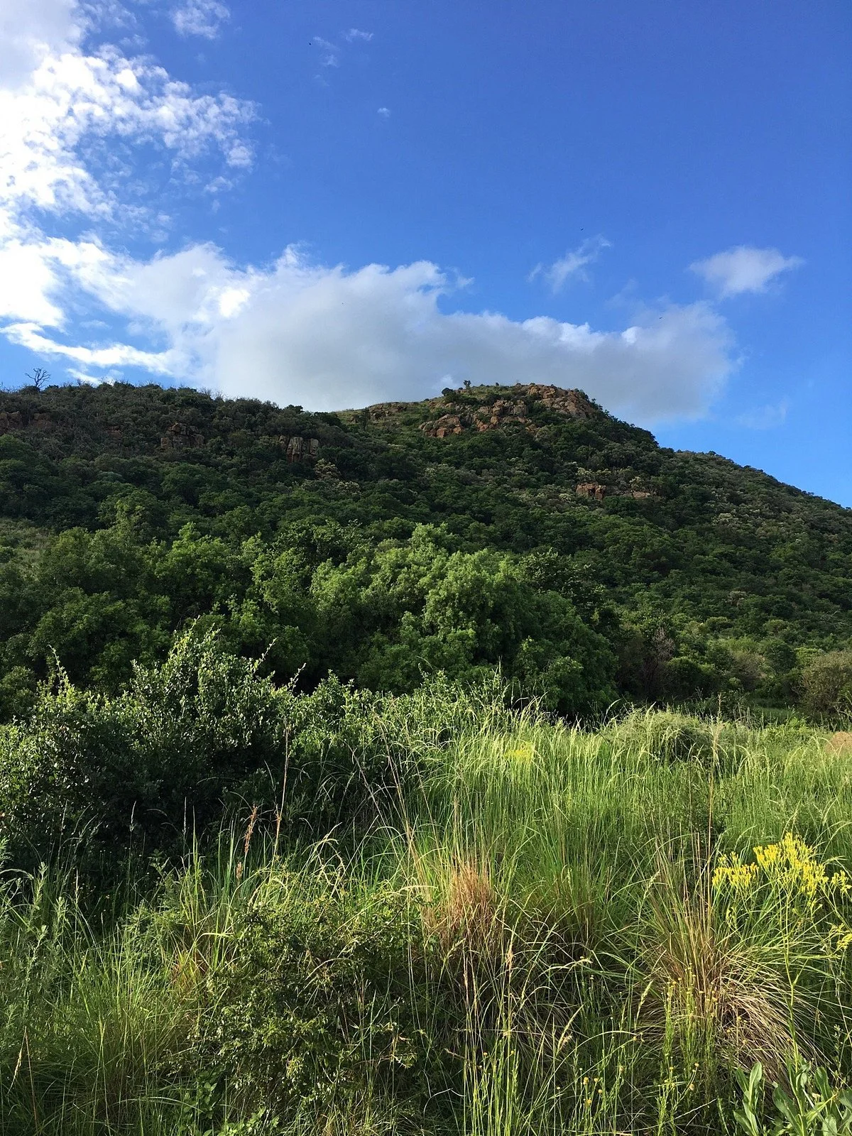 Suikerbosrand Nature Reserve
