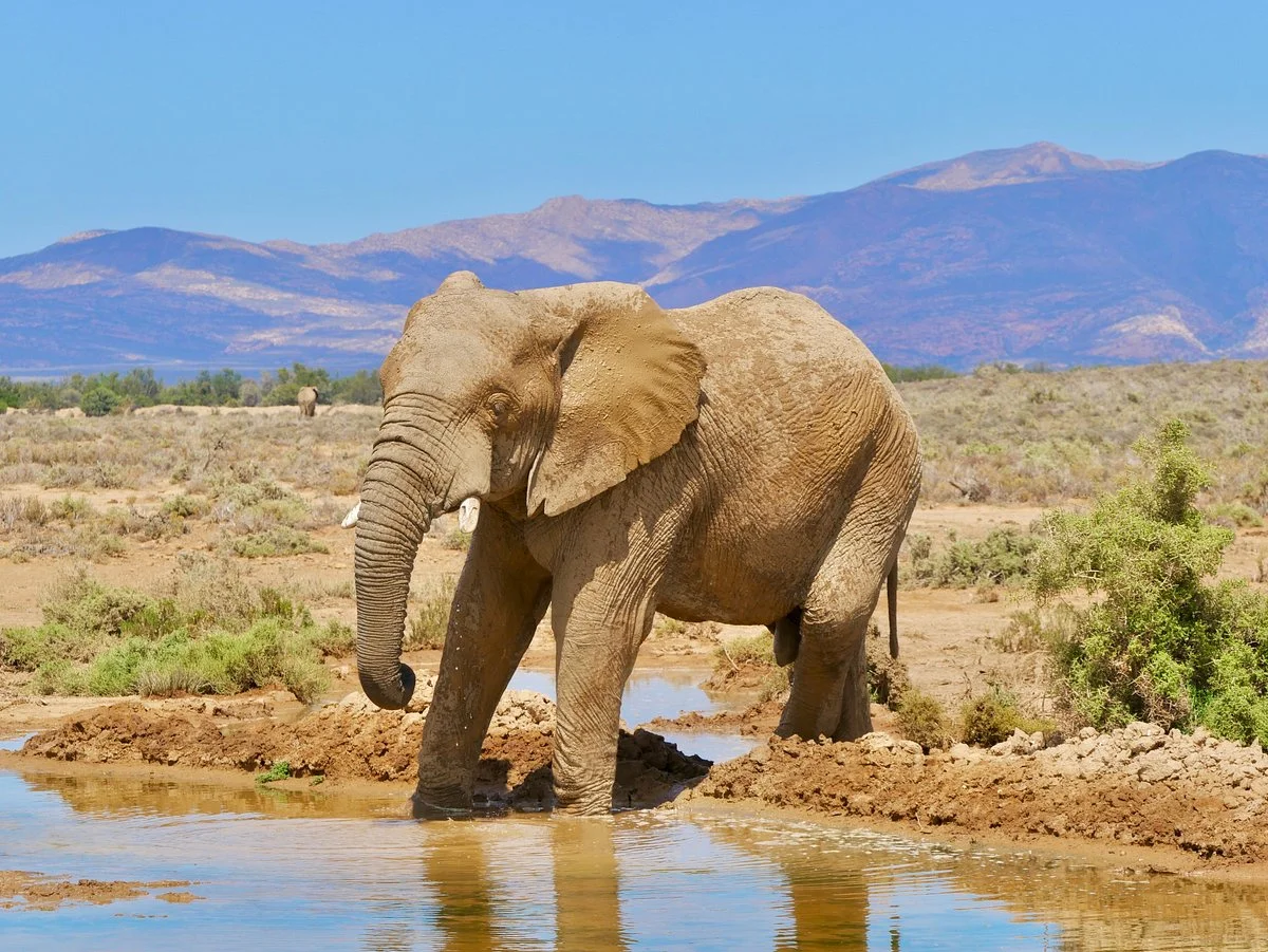 Inverdoorn Private Game Reserve