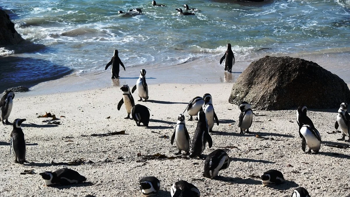 SANCCOB Seabird Rehabilitation Centre