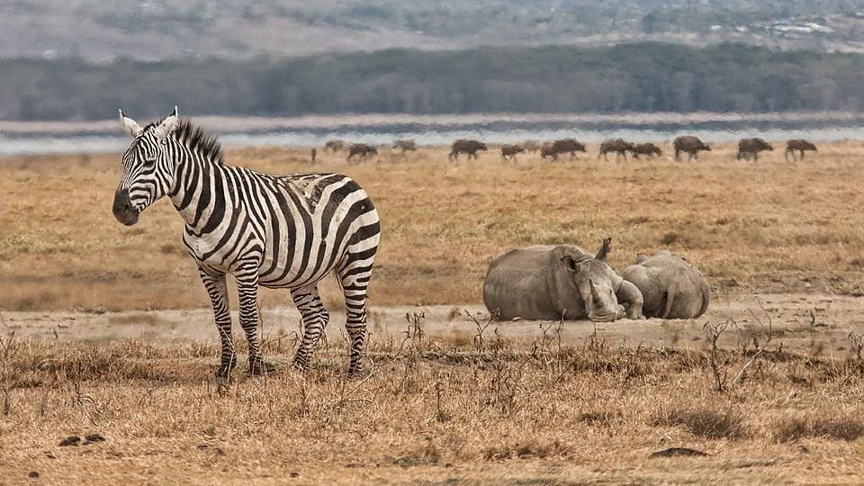 Baboons & Vervits