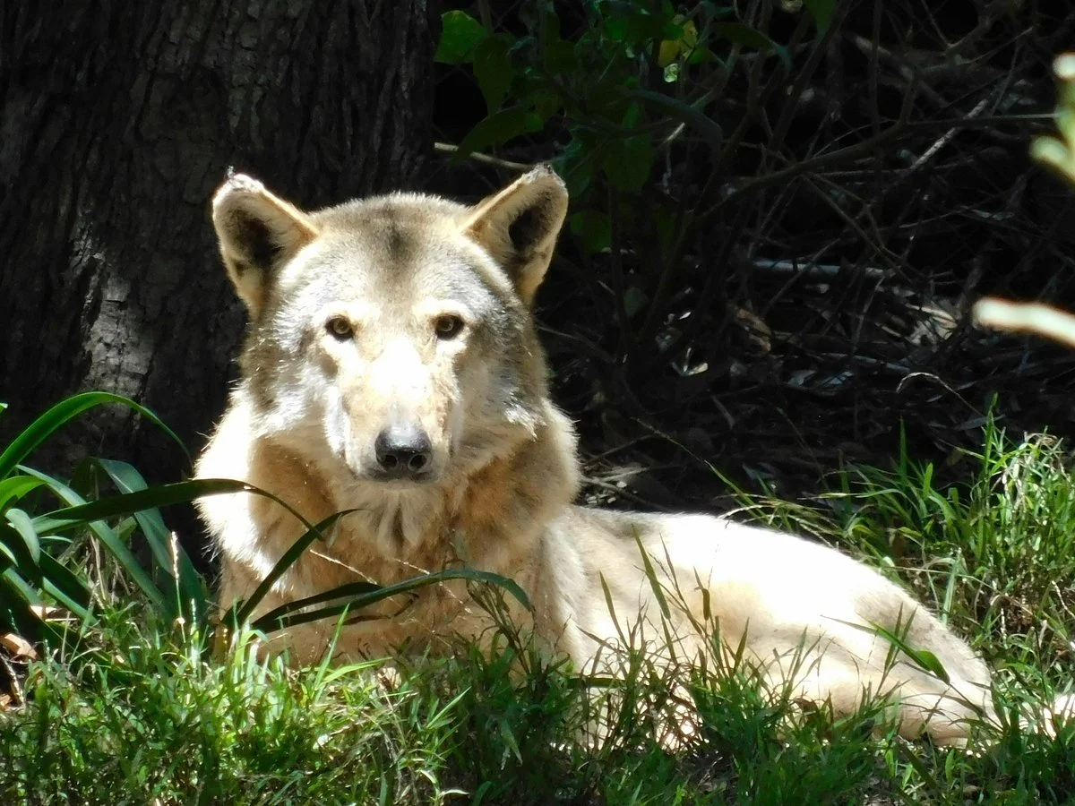 Garden Route Wolf Sanctuary
