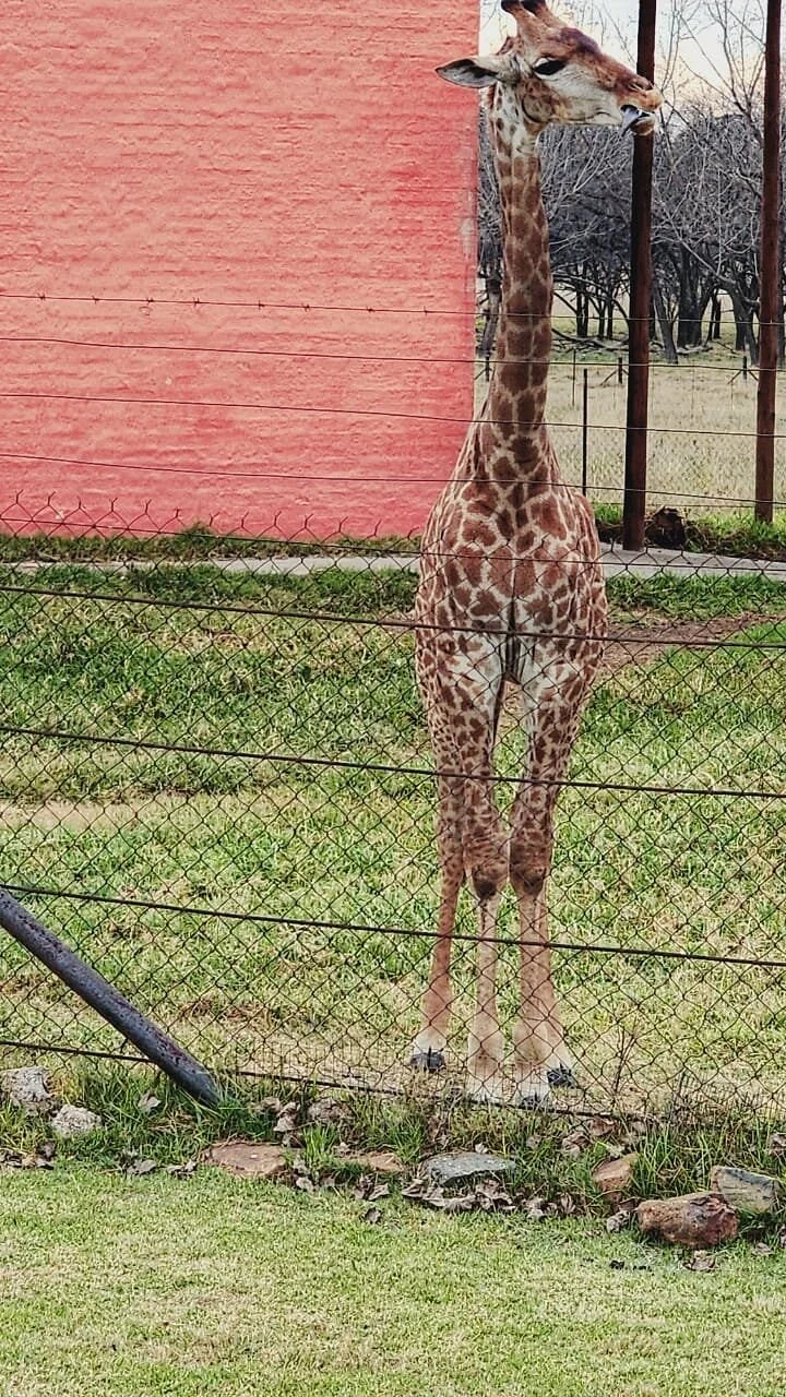Emerald Animal World