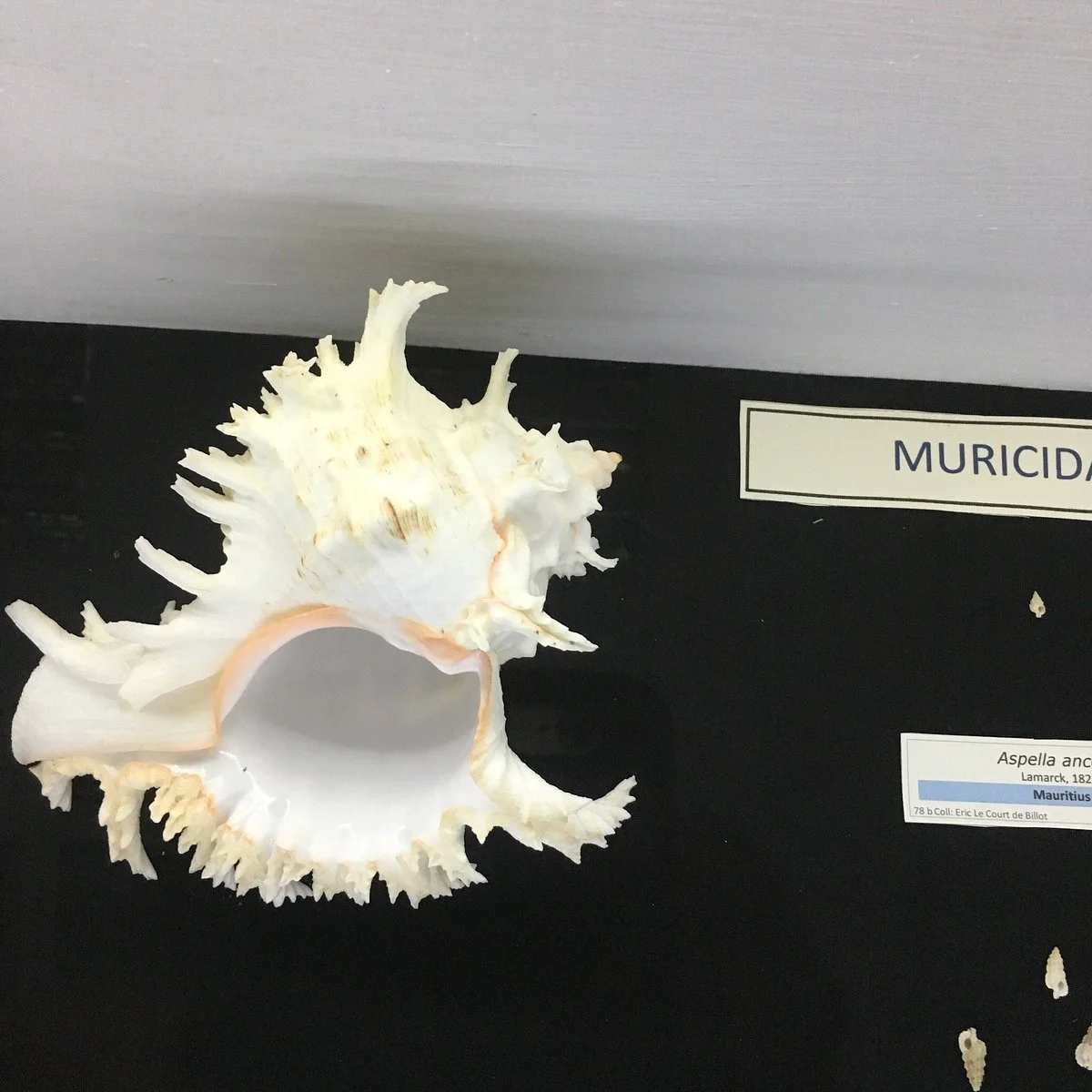 Musée du Coquillage