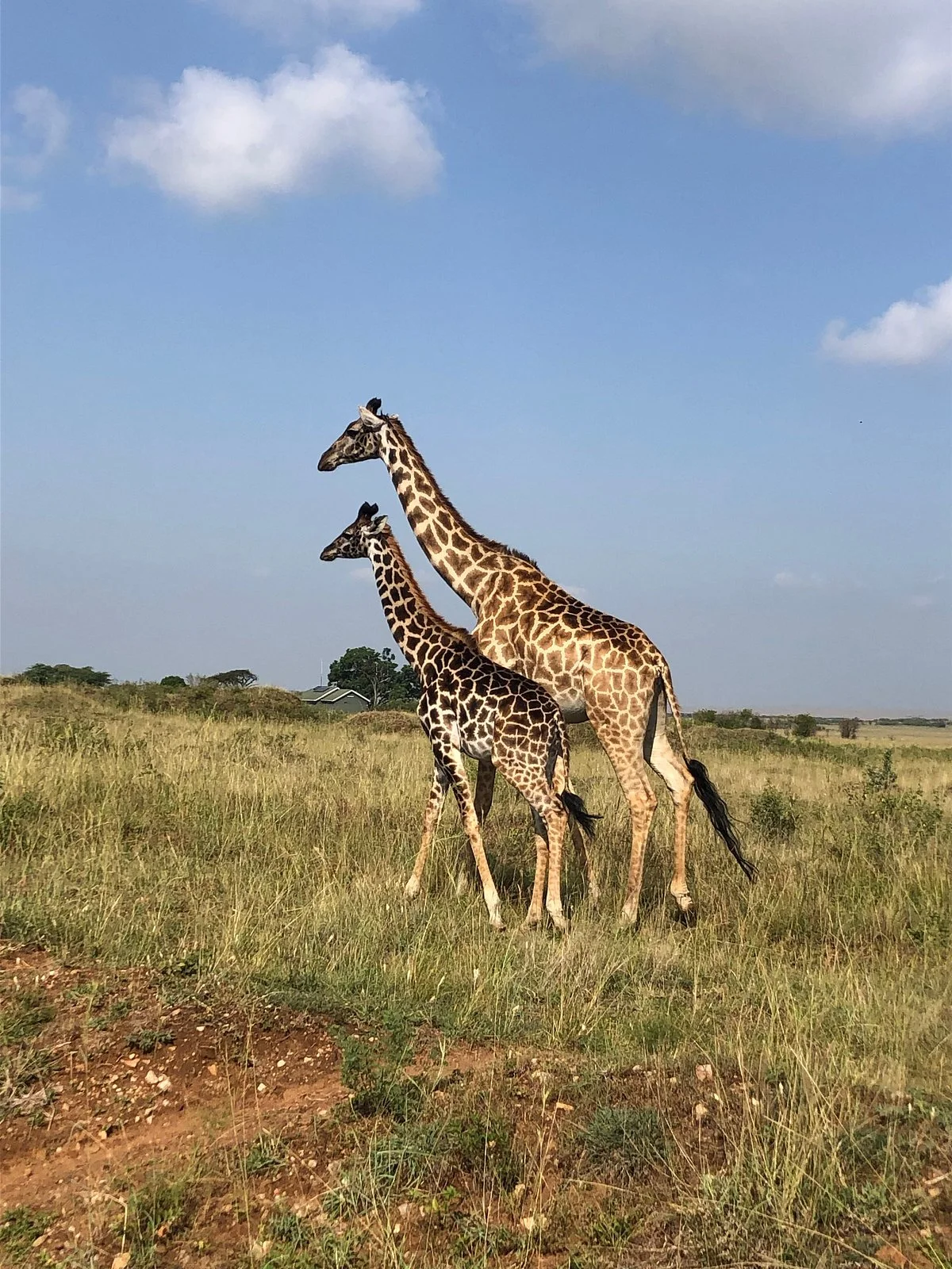 Nashulai Maasai Conservancy