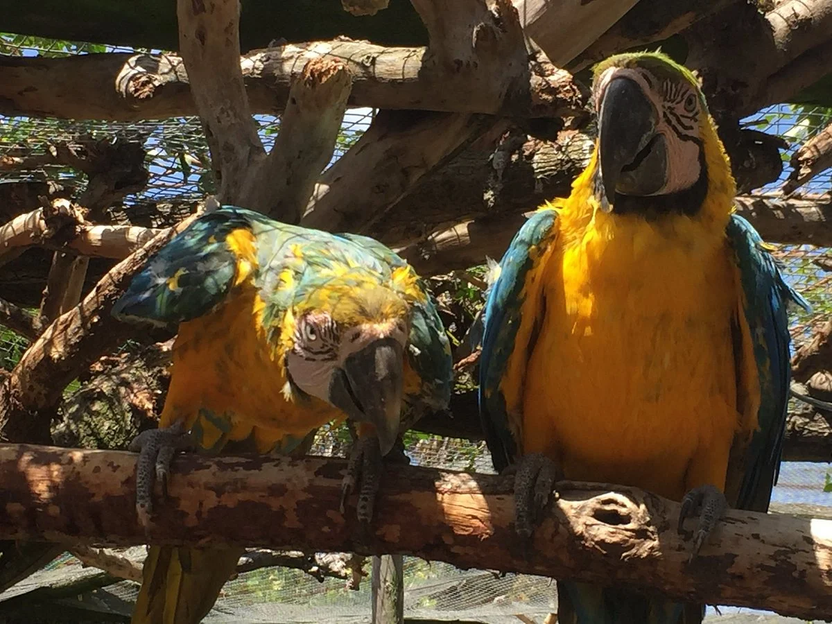 World of Birds