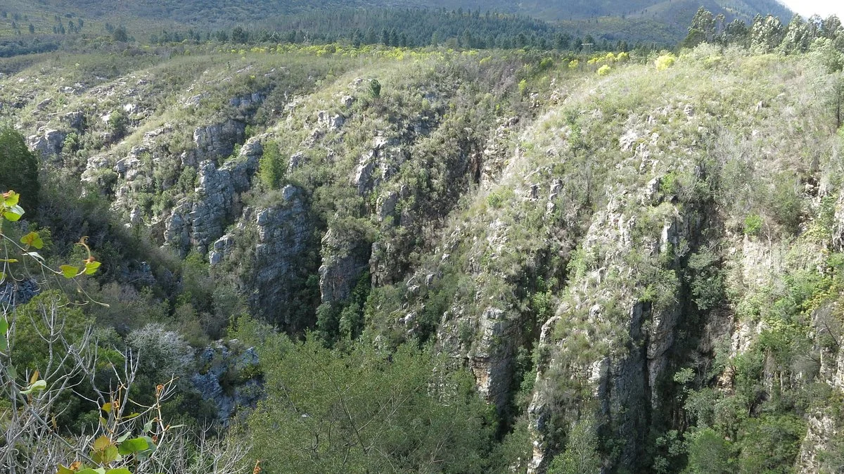 Tsitsikamma Forest’s Big Tree