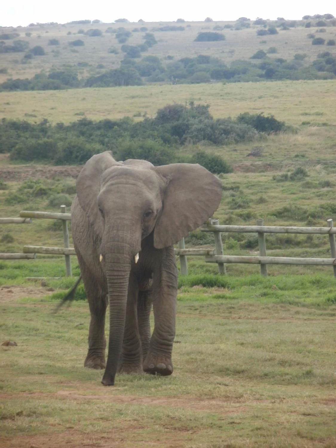 Kwantu Elephant Sanctuary
