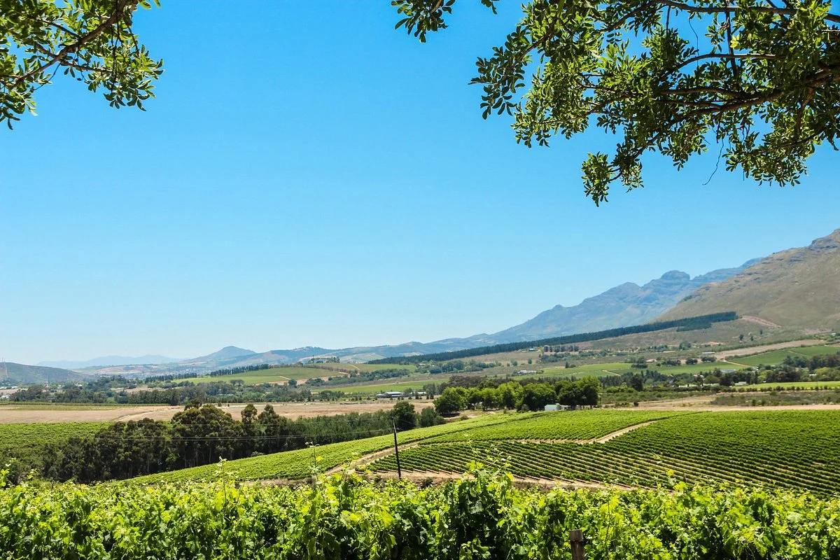 Haskell Vineyards