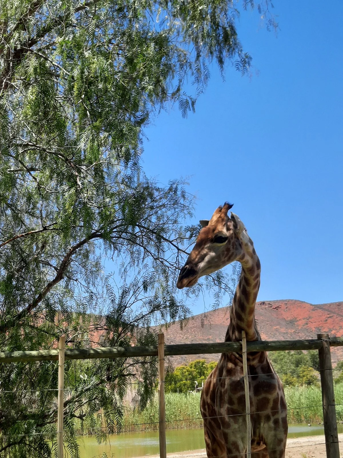 Chandelier Game Lodge & Ostrich Show Farm