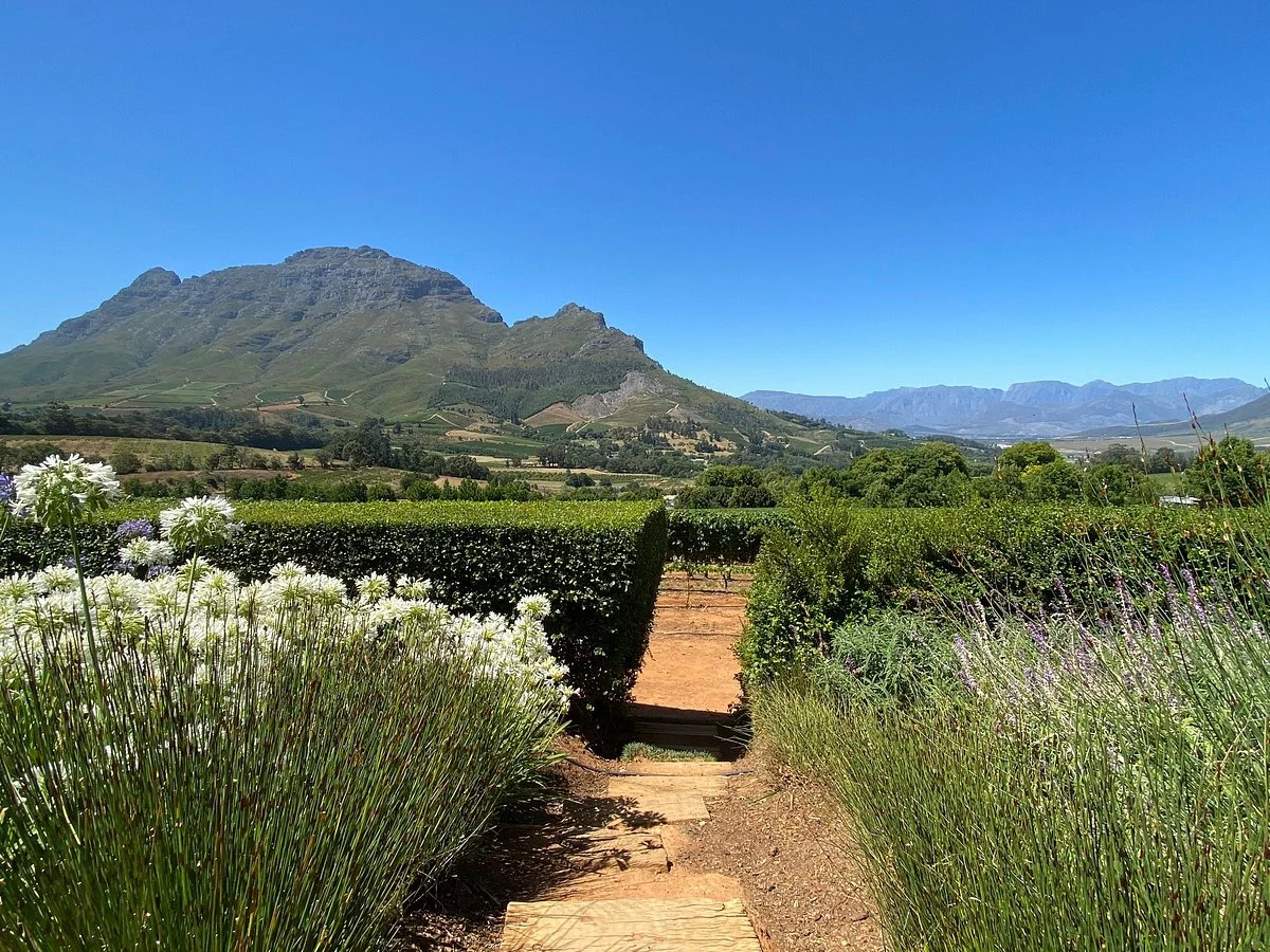 Stellenbosch Vineyards