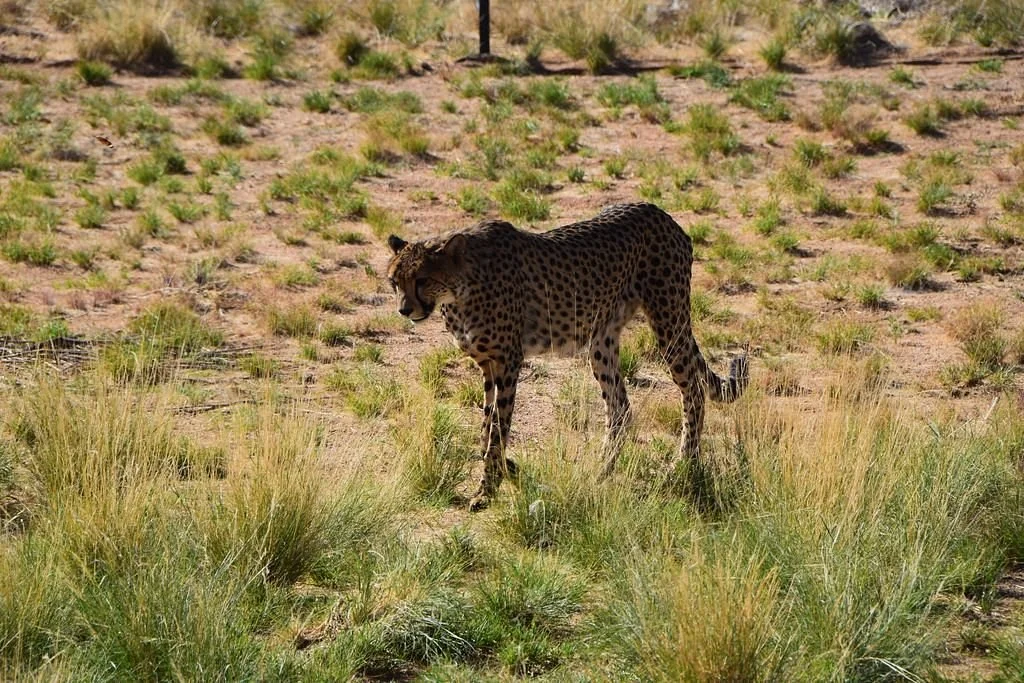 Namib Carnivore Conservation Centre