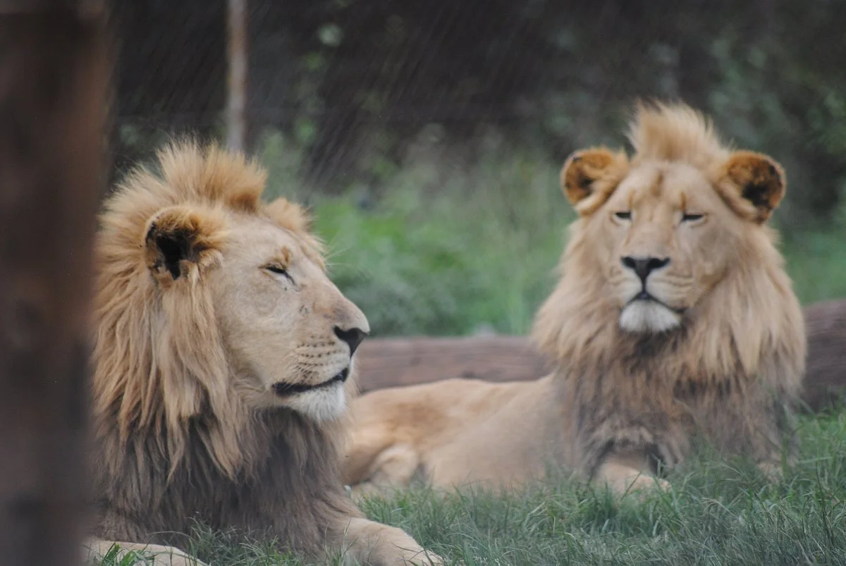 Krugersdorp Game Reserve