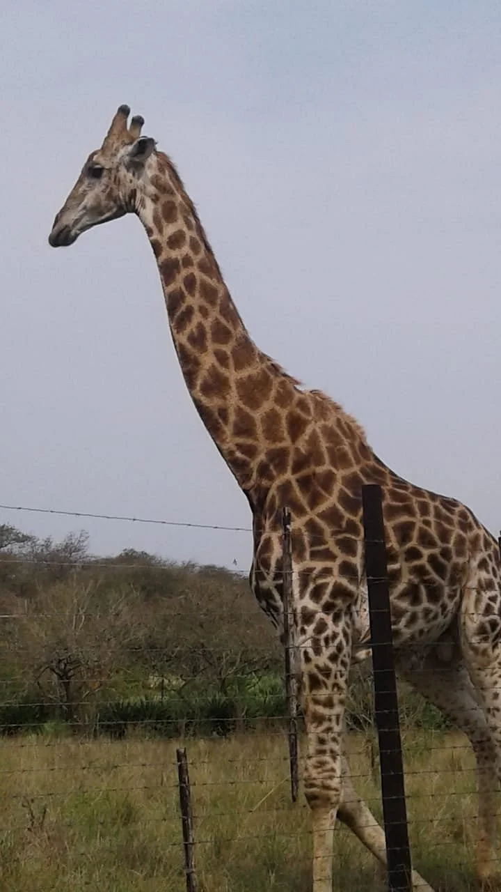 Albert Falls Game Reserve