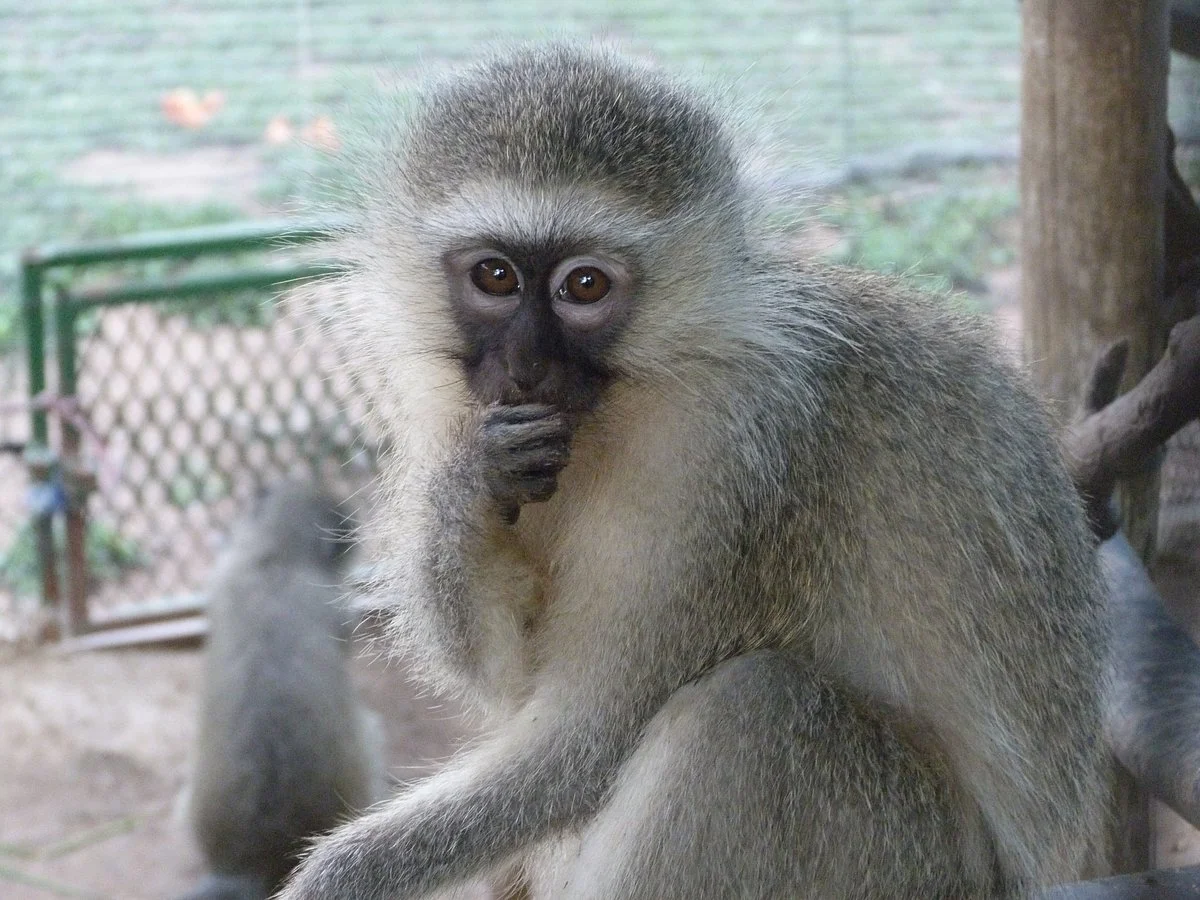 Vervet Monkey Foundation