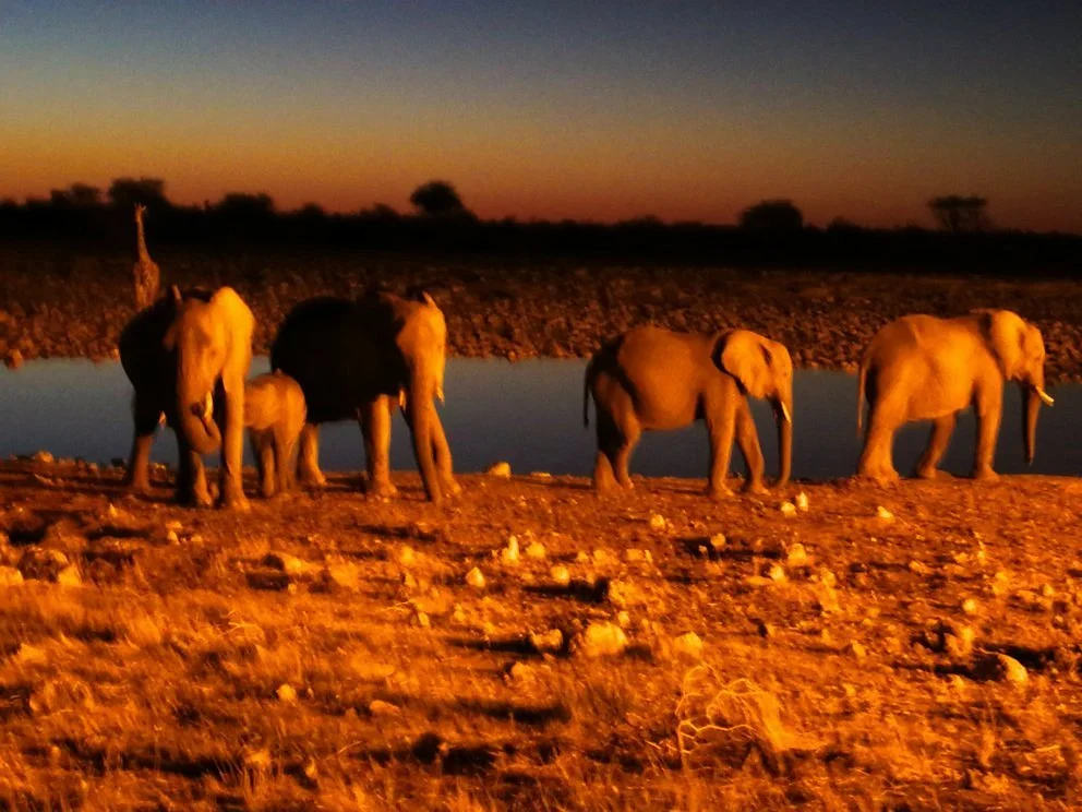 Okaukuejo waterhole