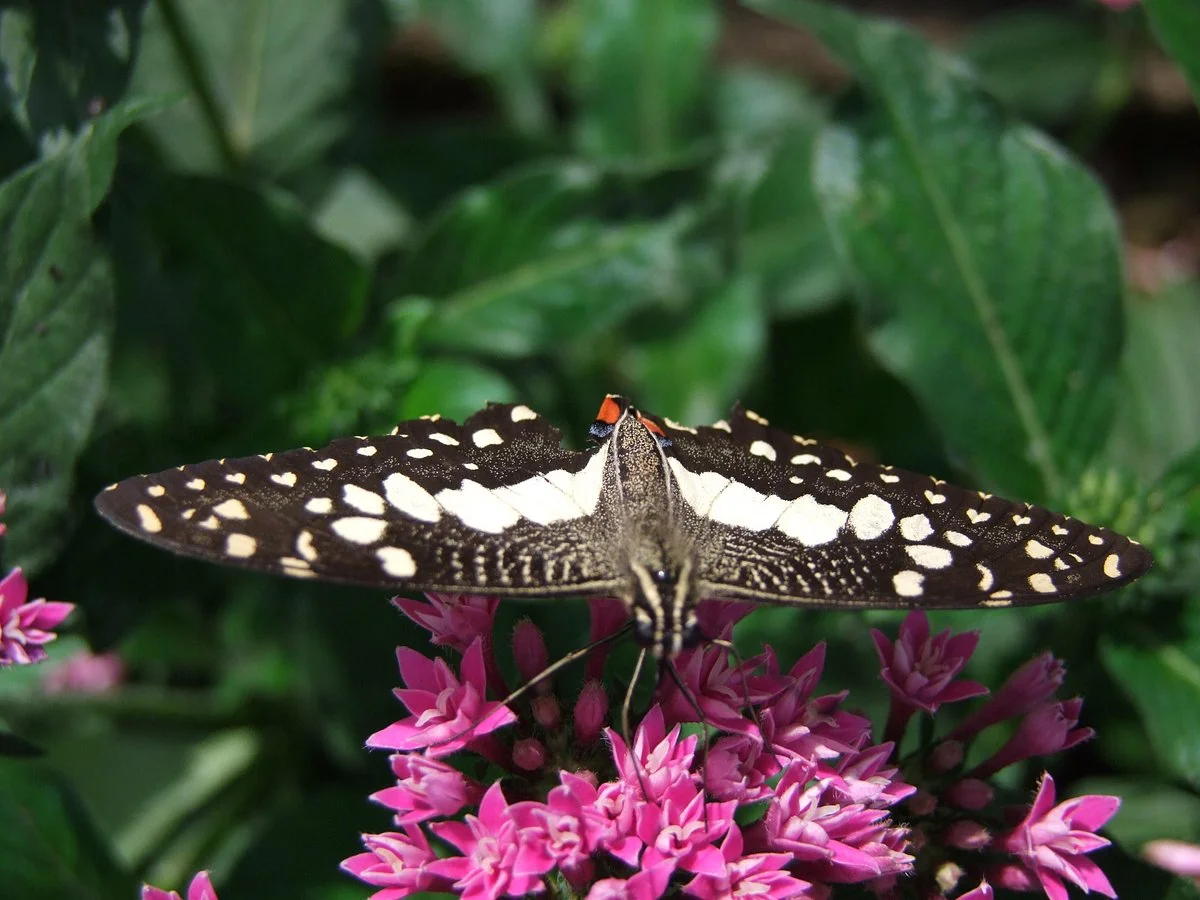Melaka Butterfly and Reptile Sanctuary