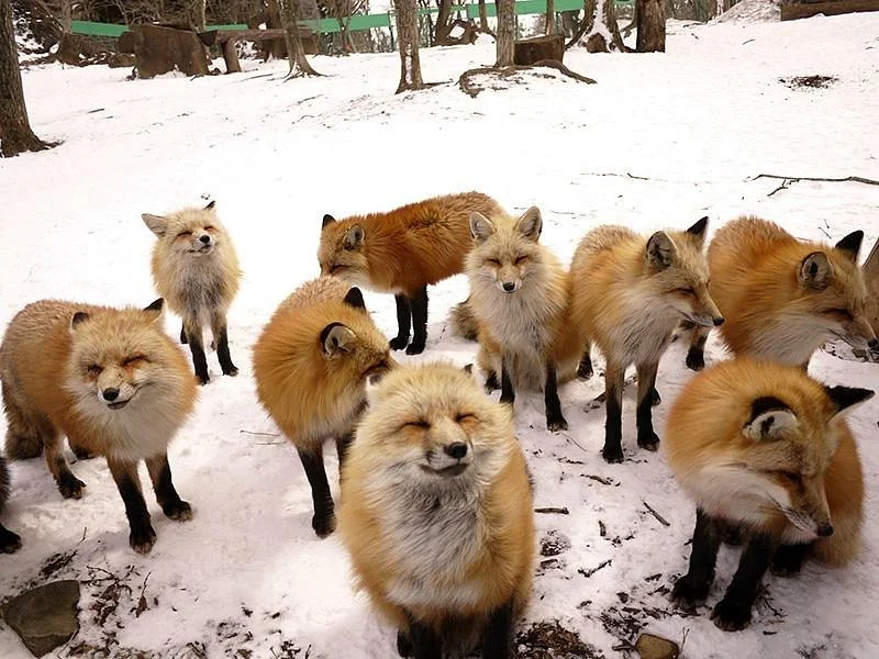 Miyagi Zao Fox Village