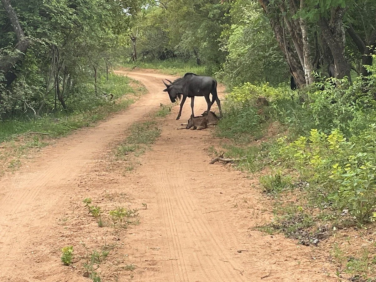 Lionspruit Game Reserve