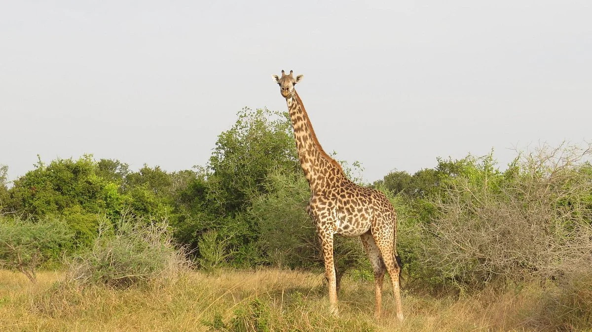 Saadani National Park